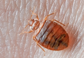 Bed Bugs & Household Insects