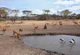 Safari Health and Hygiene