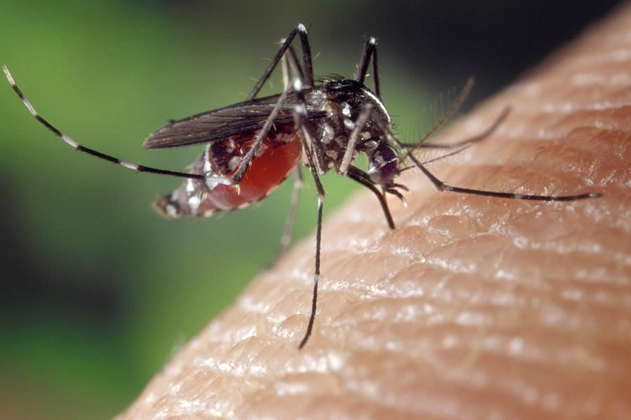 Mosquitoes & Malaria