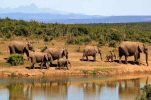 Travel Tips for Safari